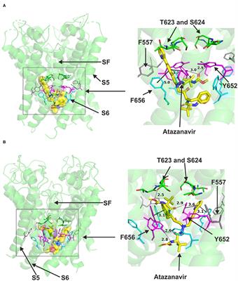 In silico Exploration of Interactions Between Potential COVID-19 <mark class="highlighted">Antiviral Treatments</mark> and the Pore of the hERG Potassium Channel—A Drug Antitarget